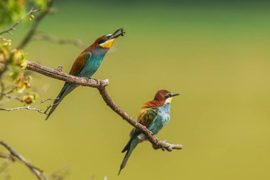 İki Avrupalı arı yiyici (Merops apiaster) dalda oturur, birinde böcek avı vardır..