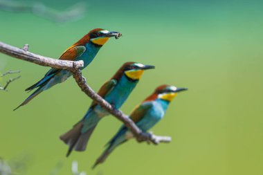 Üç Avrupalı arı yiyici Merops apiaster güneş ışığında birlikte tünediler.