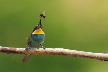Görüntü, Avrupalı arı yiyici Merops apiaster 'ın bir dala tünediğini, yakalanan bir böceği yutmadan önce dikkat çekici bir hassasiyetle havaya fırlattığını gösteriyor..