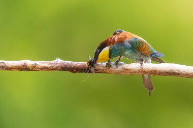 Fotoğraf, avını tüketmeden önce bastırmak ve öldürmek için tipik bir davranış olan tüneğe karşı büyük bir böceğe zorla çarpan Avrupalı bir arı yiyiciyi (Merops apiaster) yakalar..