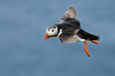 Bir Atlantik martısı (Fratercula arkktika) okyanus üzerinde zarif bir şekilde süzülür arkasında canlı turuncu ayaklar ve derin mavi bir arkaplana uzanan kanatlarla.