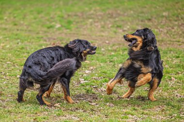 İki Hovawart köpeği (Canis lupus familiaris) çimenli bir alanda enerjik bir şekilde oynarlar, açık ağızlar ve anlamlı vücut diliyle karşı karşıya gelirler..