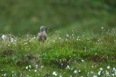 Atlantik martısı (Fratercula arktika) Norveç 'in yumuşak yeşil arka planlı kayalık çıkıntısı üzerinde gururla duruyor