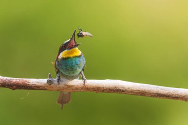 Avrupalı bir arı yiyici (Merops apiaster) bir dala tünemiş ve onu yemeden önce böcek avını havaya fırlatıyor..