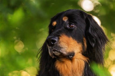 Görüntü Hovawart köpeğini (Canis lupus familiaris) siyah ve bronz bir ceketle doğal bir ortamda sakin bir ifade göstererek yakalar..