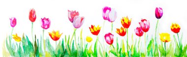 Multi-colored tulips painted in watercolor. Card with blooming tulips. Watercolor spring background with flowers