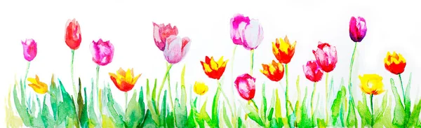 Tulipanes Multicolores Pintados Acuarela Tarjeta Con Tulipanes Florecientes Acuarela Fondo — Foto de Stock