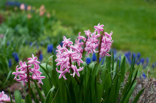 Stock image Pink hyacinths in a flower bed against the background of spring grass