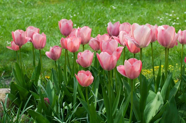 stock image Pink tulips on green grass background. Spring tulips.