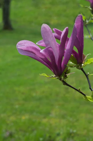 Kwitnący Kwiat Magnolii Ogrodzie Zielonym Tle Trawy — Zdjęcie stockowe