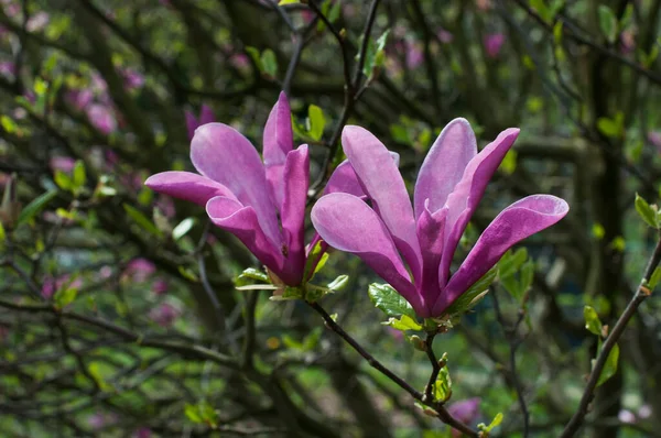 Fleurs Magnolia Fleurs Dans Jardin — Photo