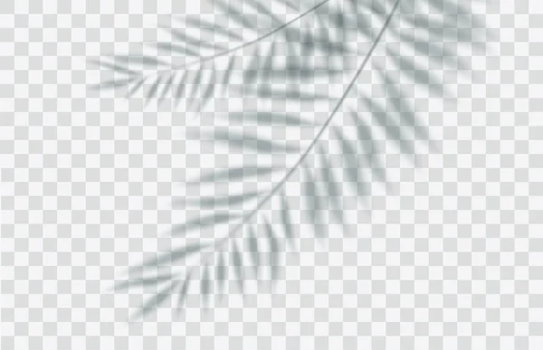 Skuggeffekt Transparent Mjukt Ljus Och Skuggor Från Grenar Växter Och — Stock vektor