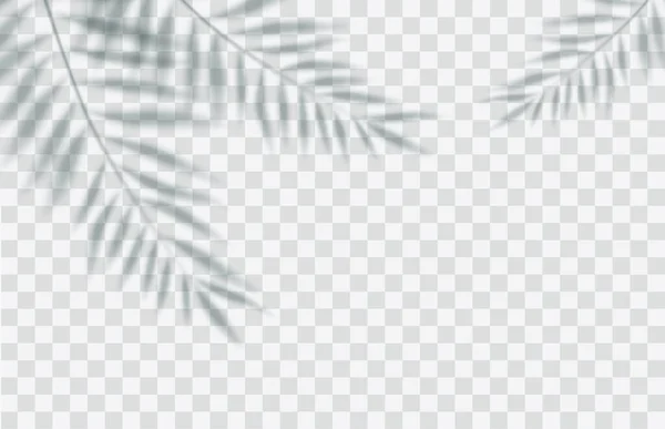 Effet Superposition Ombre Lumière Douce Transparente Ombres Des Branches Des — Image vectorielle