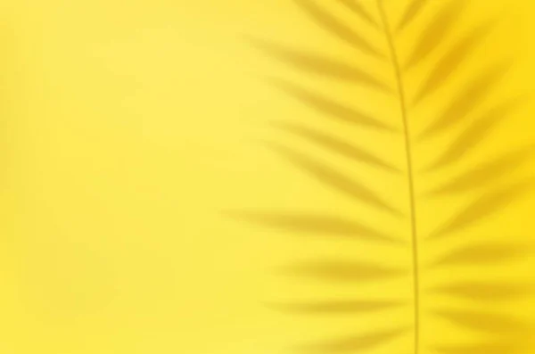 Boş Işık Stüdyosu Spot Işıkları Tropikal Palmiye Yapraklarının Gölgesiyle Soyut — Stok Vektör