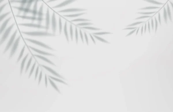 3D空光工作室抽象背景与聚光灯效果和热带棕榈叶阴影 概念为您的平面设计海报横幅和背景 3D渲染 矢量说明 — 图库矢量图片