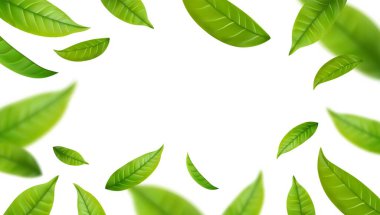 Gerçekçi yeşil çay yaprakları beyaz arka planda hareket halindedir. Uçan yeşil bahar yapraklı bir arka plan. Vektör illüstrasyonu