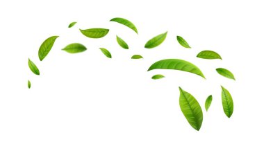 Yeşil yapraklar rüzgarla uçar. Yeşil yapraklar dalgalanıyor. Yaprak dökülüyor. Vegan, eko, organik tasarım. Vektör illüstrasyonu