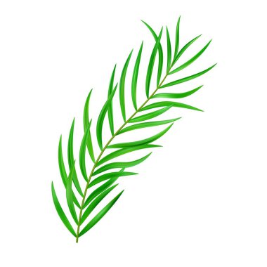 Orman egzotik yaprağı. Tropik yapraklar. Tropikal cennet reklamı tatili için bir resim. Tropik bitkiler. Vektör illüstrasyonu