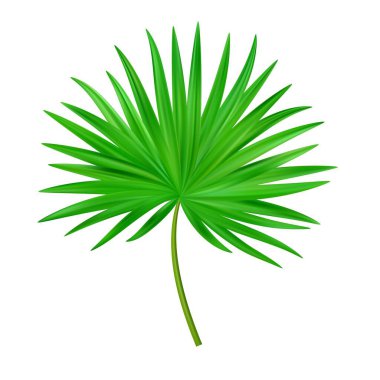 Orman egzotik yaprağı. Tropik yapraklar. Tropikal cennet reklamı tatili için bir resim. Tropik bitkiler. Vektör illüstrasyonu