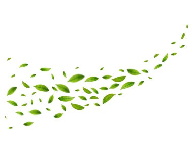Gerçekçi yeşil çay yaprakları beyaz arka planda hareket halindedir. Uçan yeşil bahar yapraklı bir arka plan. Organik, eko, vegan tasarım. Vektör illüstrasyonu