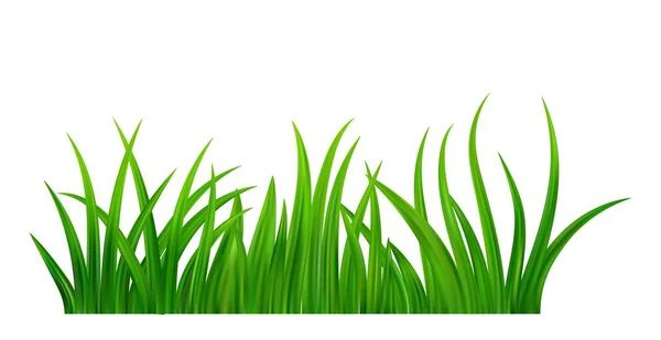 詳細な新鮮な緑の草の牧草地の境界 春または夏の植物畑の芝生 草の背景 ベクターイラスト — ストックベクタ