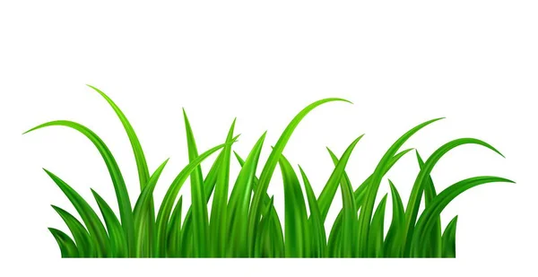Detaillierte Frische Grüne Graswiese Grenze Frühjahrs Oder Sommerpflanzenrasen Grass Hintergrund — Stockvektor