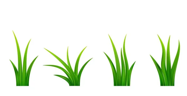 Detailed Fresh Green Grass Meadow Border Spring Summer Plant Field — Stock Vector