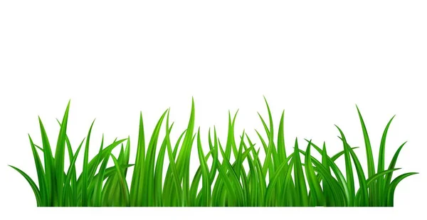 Detaljerad Färsk Grön Gräsäng Gränsen Vår Eller Sommar Växt Fält — Stock vektor