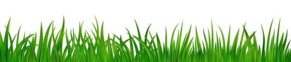 Детальна Свіжа Зелена Трав Яна Межа Весняний Або Літній Польовий — стоковий вектор