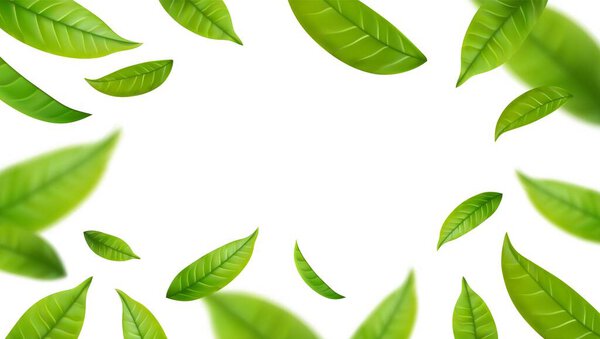 Realistic green tea leaves in motion on a white background. Background with flying green spring leaves. Vector illustration