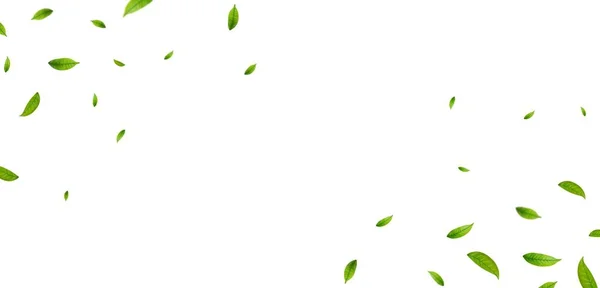 Gröna Löv Gränsen Ekologiska Ekologiska Veganska Designelement Vågbladsdekoration Färskt Bakgrund — Stock vektor