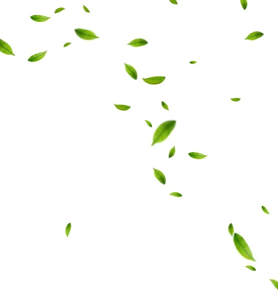 现实的绿茶叶在白色的背景下运动 背景为苍翠翠绿的春叶 矢量说明 — 图库矢量图片