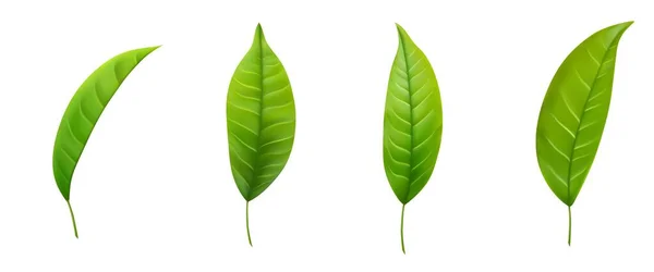 Set Realistischer Grüner Teeblätter Isoliert Auf Weißem Hintergrund Zweig Grüner — Stockvektor