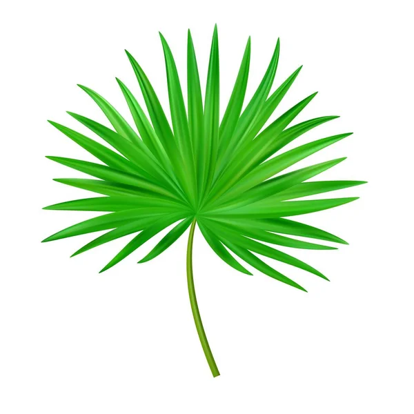 Djungelns Exotiska Löv Tropiska Blad Illustration För Sommar Tropiskt Paradis — Stock vektor