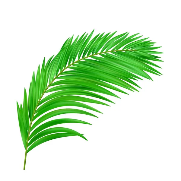 Dschungelexotisches Blatt Tropische Blätter Illustration Für Den Sommer Tropisches Paradies — Stockvektor