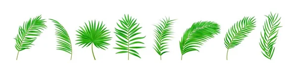 ジャングルのエキゾチックな葉のセット 熱帯の葉 夏の熱帯の楽園広告デザイン休暇のためのイラスト ベクターイラスト — ストックベクタ