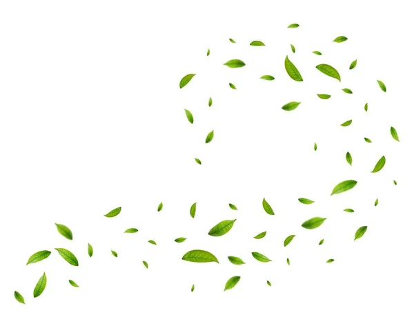 Gerçekçi Yeşil Çay Yaprakları Beyaz Arka Planda Hareket Halindedir Uçan — Stok Vektör