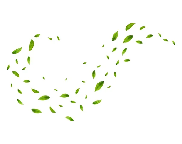 现实的绿茶叶在白色的背景下运动 背景为苍翠翠绿的春叶 有机的 生态的 素食的设计 矢量说明 — 图库矢量图片