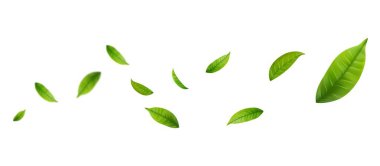 Yeşil Yüzen Yapraklar Uçan Yapraklar Süslemesi. Vegan, eko, organik tasarım. Kozmetik desen sınırı. Taze çay arkaplanı. Güzellik ürünü. Vektör illüstrasyonu