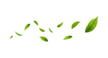 Yeşil Yüzen Yapraklar Uçan Yapraklar Süslemesi. Vegan, eko, organik tasarım. Kozmetik desen sınırı. Taze çay arkaplanı. Güzellik ürünü. Vektör illüstrasyonu