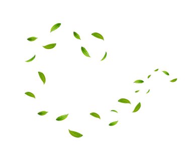 Yeşil Yüzen Yapraklar Uçan Yapraklar Süslemesi. Vegan, eko, organik tasarım. Kozmetik desen sınırı. Taze çay arkaplanı. Güzellik ürünü. Vektör illüstrasyonu