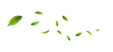 Yeşil Yüzen Yapraklar Uçan Yapraklar Süslemesi. Vegan, eko, organik tasarım. Kozmetik desen sınırı. Taze çay arkaplanı. Güzellik ürünü. Vektör illüstrasyonu
