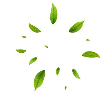 Yeşil Yüzen Yapraklar Uçan Yapraklar Süslemesi. Vegan, eko, organik tasarım. Kozmetik desen sınırı. Taze çay arkaplanı. Güzellik ürünü. Vektör illüstrasyonu