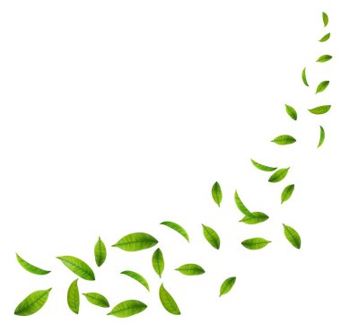 Yeşil Yüzen Yapraklar Uçan Yapraklar Süslemesi. Vegan, eko, organik tasarım. Kozmetik desen sınırı. Taze çay arkaplanı. Güzellik ürünü. Vektör illüstrasyonu