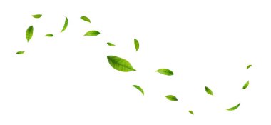 Yeşil Yüzen Yapraklar Uçan Yapraklar Süslemesi. Vegan, eko, organik tasarım. Kozmetik desen sınırı. Taze çay arkaplanı. Güzellik ürünü. Vektör illüstrasyonu