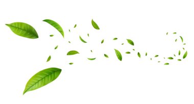 Yeşil Yüzen Yapraklar Uçan Yapraklar Süslemesi. Vegan, eko, organik tasarım. Kozmetik desen sınırı. Taze çay arkaplanı. Güzellik ürünü. Vektör illüstrasyonu