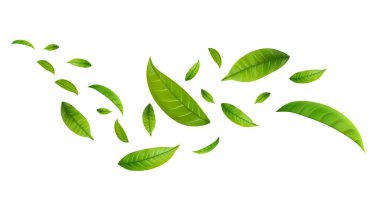 Yeşil Yüzen Yapraklar Uçan Yapraklar Süslemesi. Vegan, eko, organik tasarım. Kozmetik desen sınırı. Taze çay arkaplanı. Güzellik ürünü. Vektör illüstrasyonu