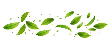Yeşil Yüzen Yapraklar Uçan Yapraklar Süslemesi. Vegan, eko, organik tasarım. Kozmetik desen sınırı. Taze çay arkaplanı. Güzellik ürünü. Vektör illüstrasyonu