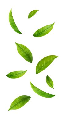 Yeşil Yüzen Yapraklar Uçan Yapraklar Süslemesi. Vegan, eko, organik tasarım. Kozmetik desen sınırı. Taze çay arkaplanı. Güzellik ürünü. Vektör illüstrasyonu