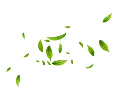 Yeşil Yüzen Yapraklar Uçan Yapraklar Süslemesi. Vegan, eko, organik tasarım. Kozmetik desen sınırı. Taze çay arkaplanı. Güzellik ürünü. Vektör illüstrasyonu